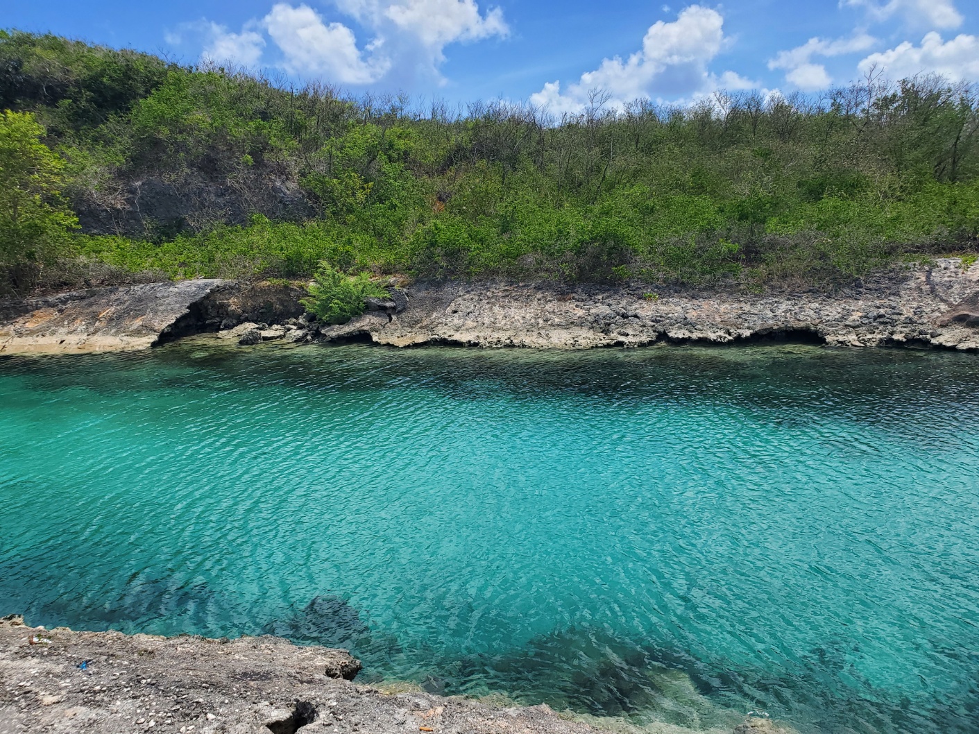 關島海豚巡遊