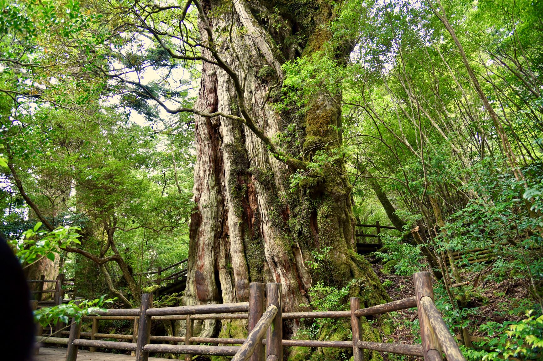YAKUZARU Sightseeing Bus: Yakushima Island Full Day Tour 