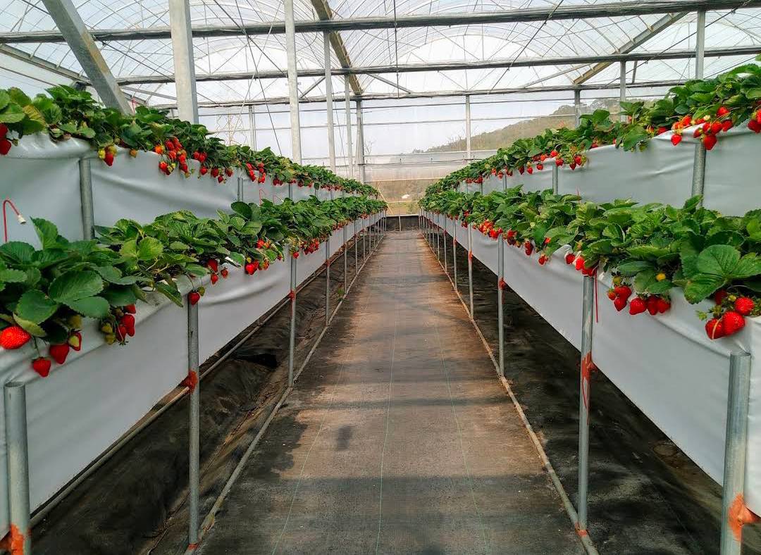 Strawberries Picking Experience in Miaoli by Ji Xuan Farm 