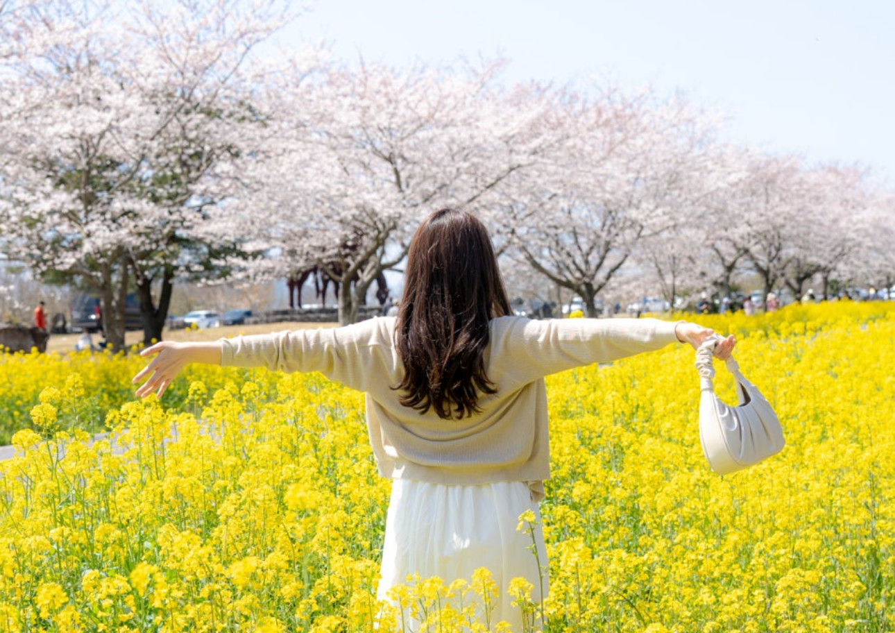 Jeju Spring Flower Highlights Tour(East/SouthWest/West)