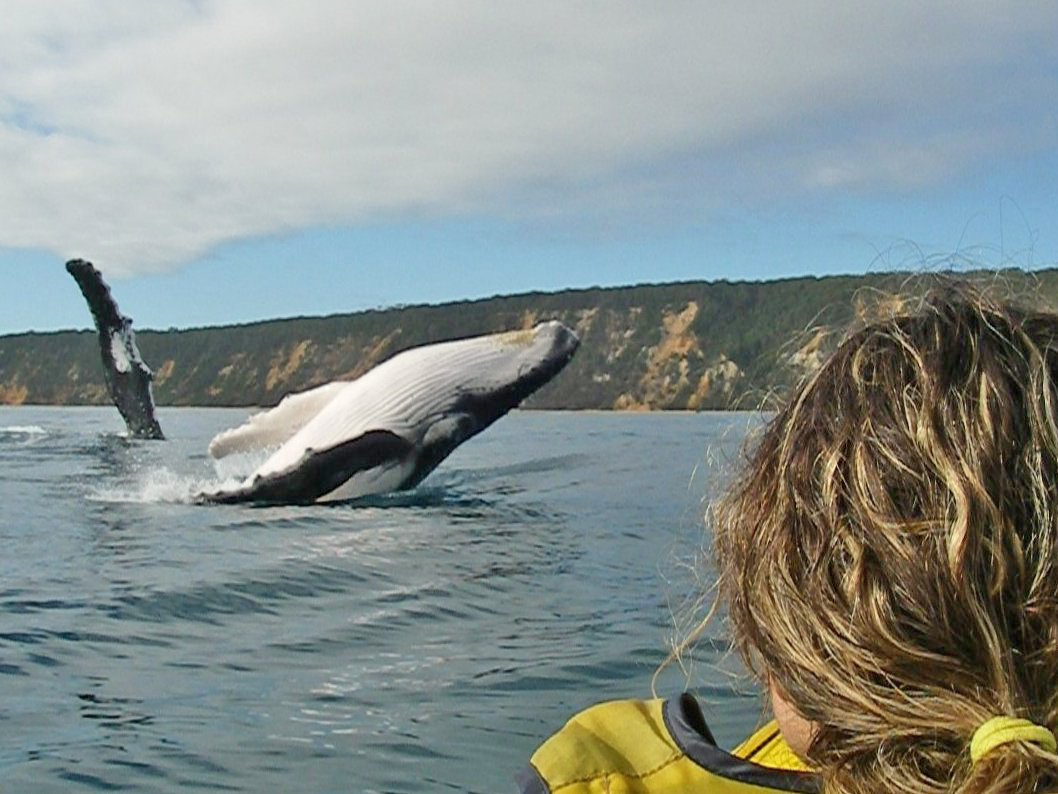 Noosa Dolphin Kayak Tour & Beach 4X4 Adventure