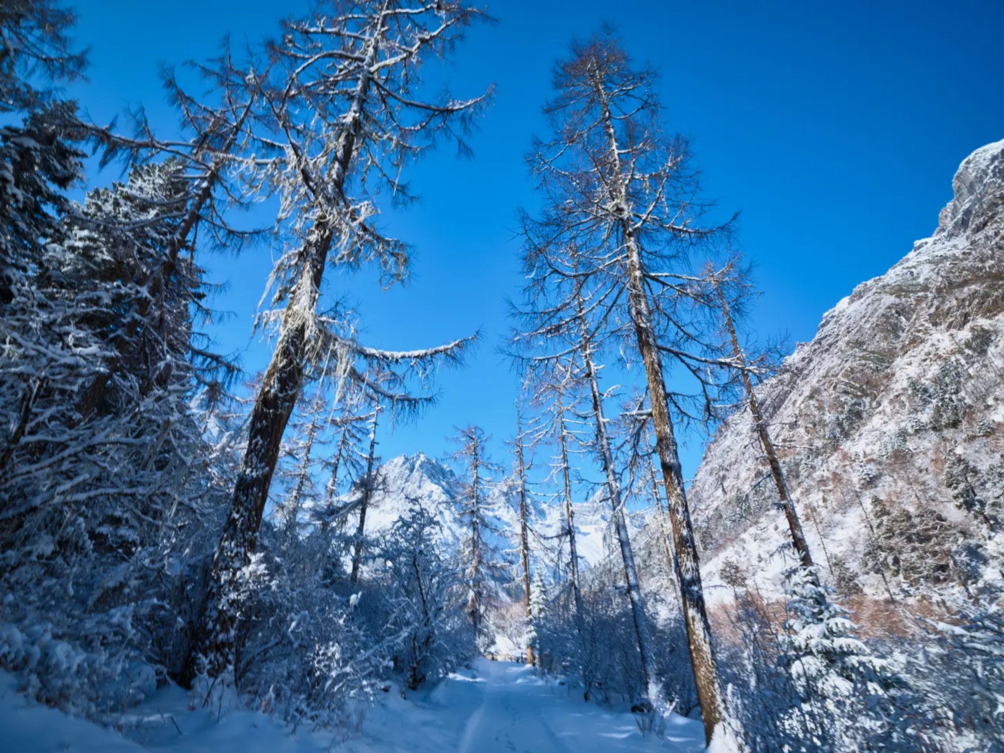 仰望視角下，挺拔的雪松直指湛藍晴空，林間小徑蜿蜒通向遠方潔白的雪山，營造出一種深邃而神聖的冬日秘境感