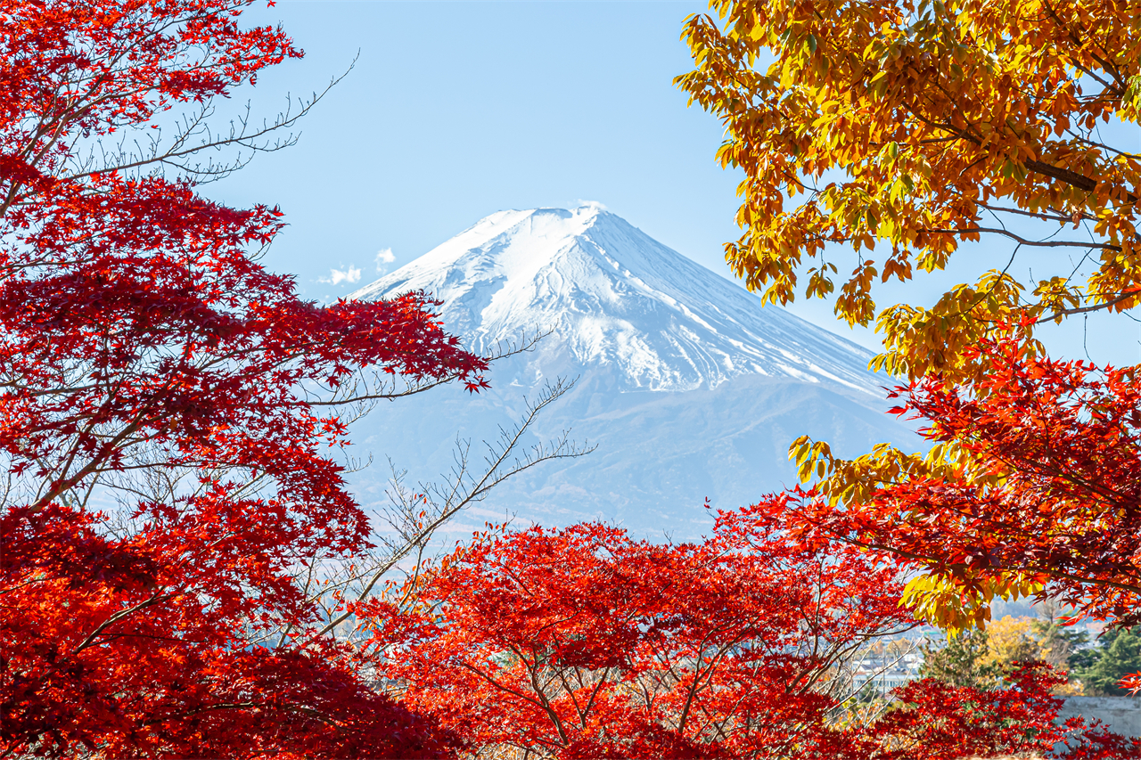 富士山探索之旅-新倉山淺間公園·天梯小鎮·忍野八海·河口湖大石公園·西湖療愈里根場一日遊