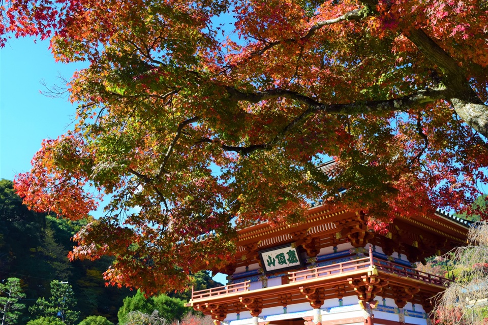 Kansai popular attractions Osaka Katsuoji Temple, Kyoto Arashiyama, Uji Byodoin Temple one-day tour | Optional exclusive A5 premium Kobe beef (depart from Osaka)