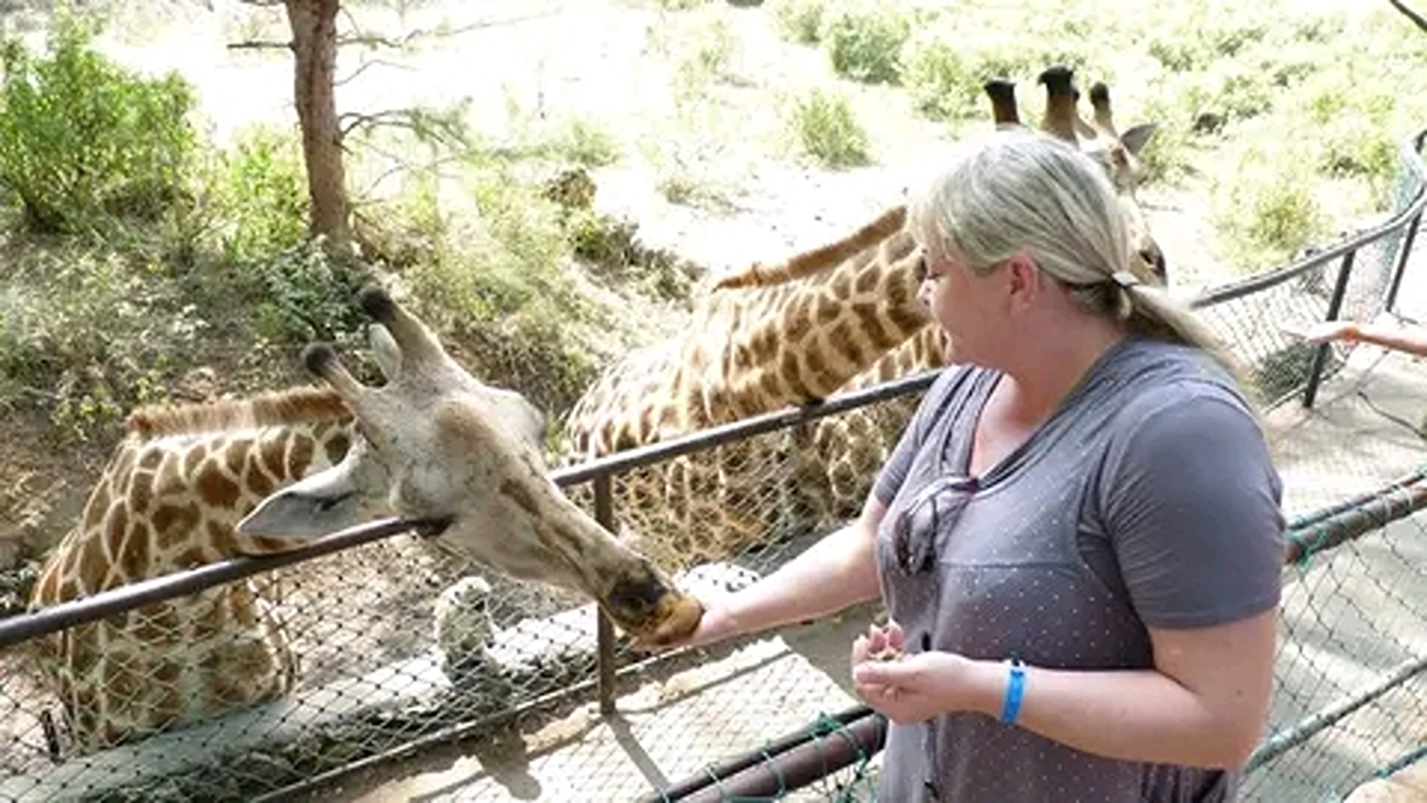 Mombasa: Giraffes Feeding Experience At Haller Park. 