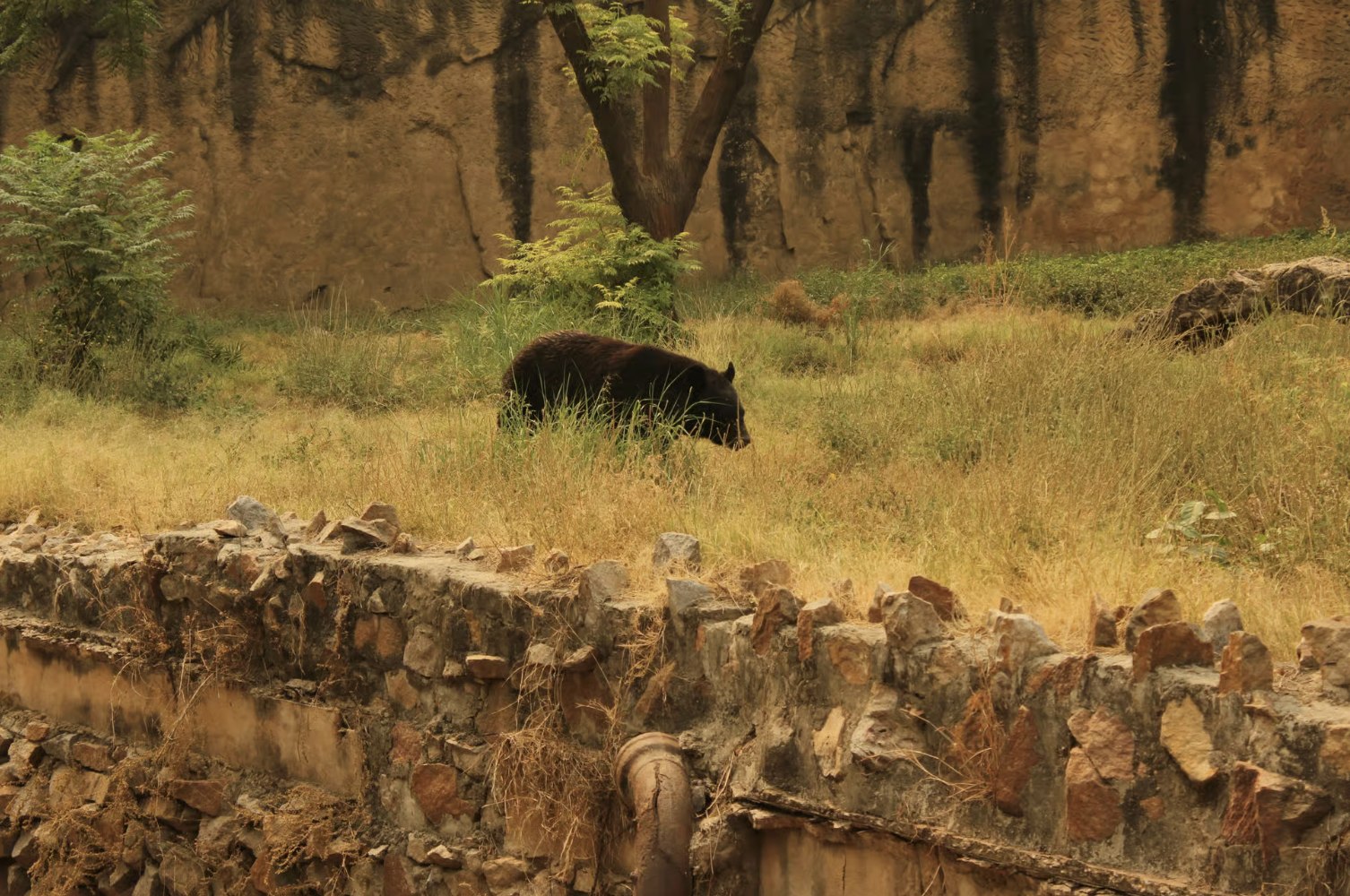 From Jaipur: Ranthambore National Park Day Trip with Safari