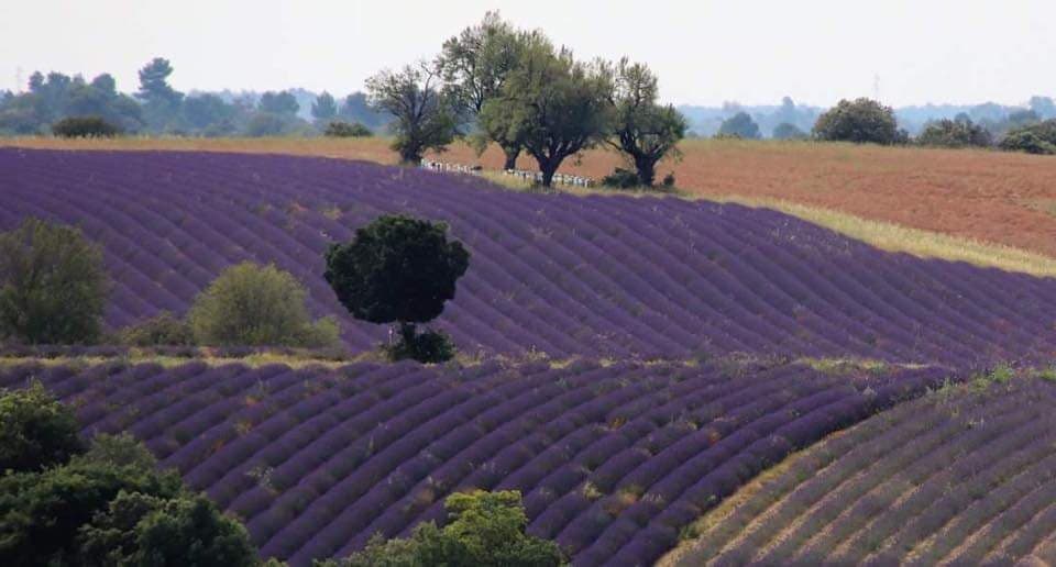 Plateau of Valensole and Lavender - Private from Aix-en-Provence