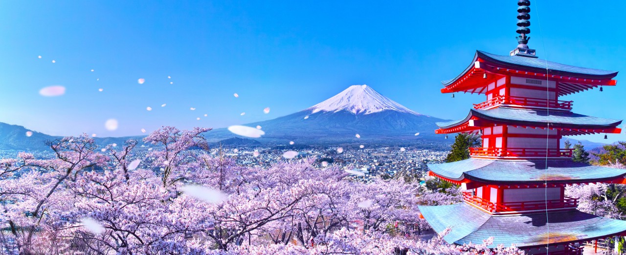 富士山壯麗美景或芝櫻節浪漫花海一日遊 （東京出發）