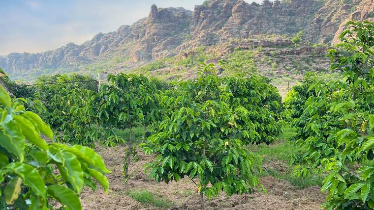 Alreeth Coffee Fields Full-Day Big Group Tour