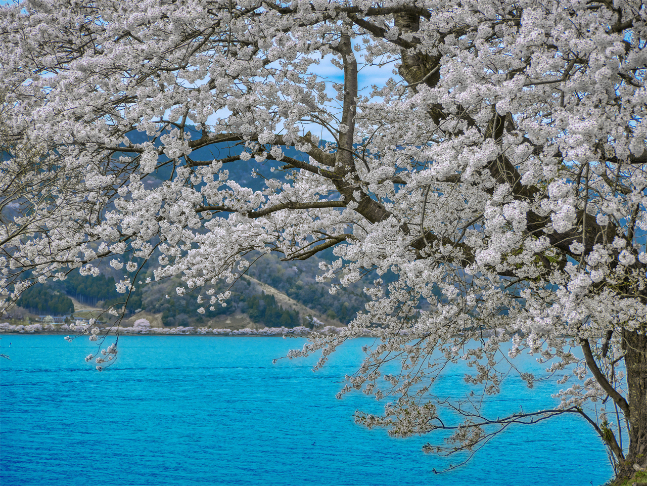 Lake Biwa Observatory, Shirahige Shrine, and Mangetsu-ji Temple Floating Temple Day Trip