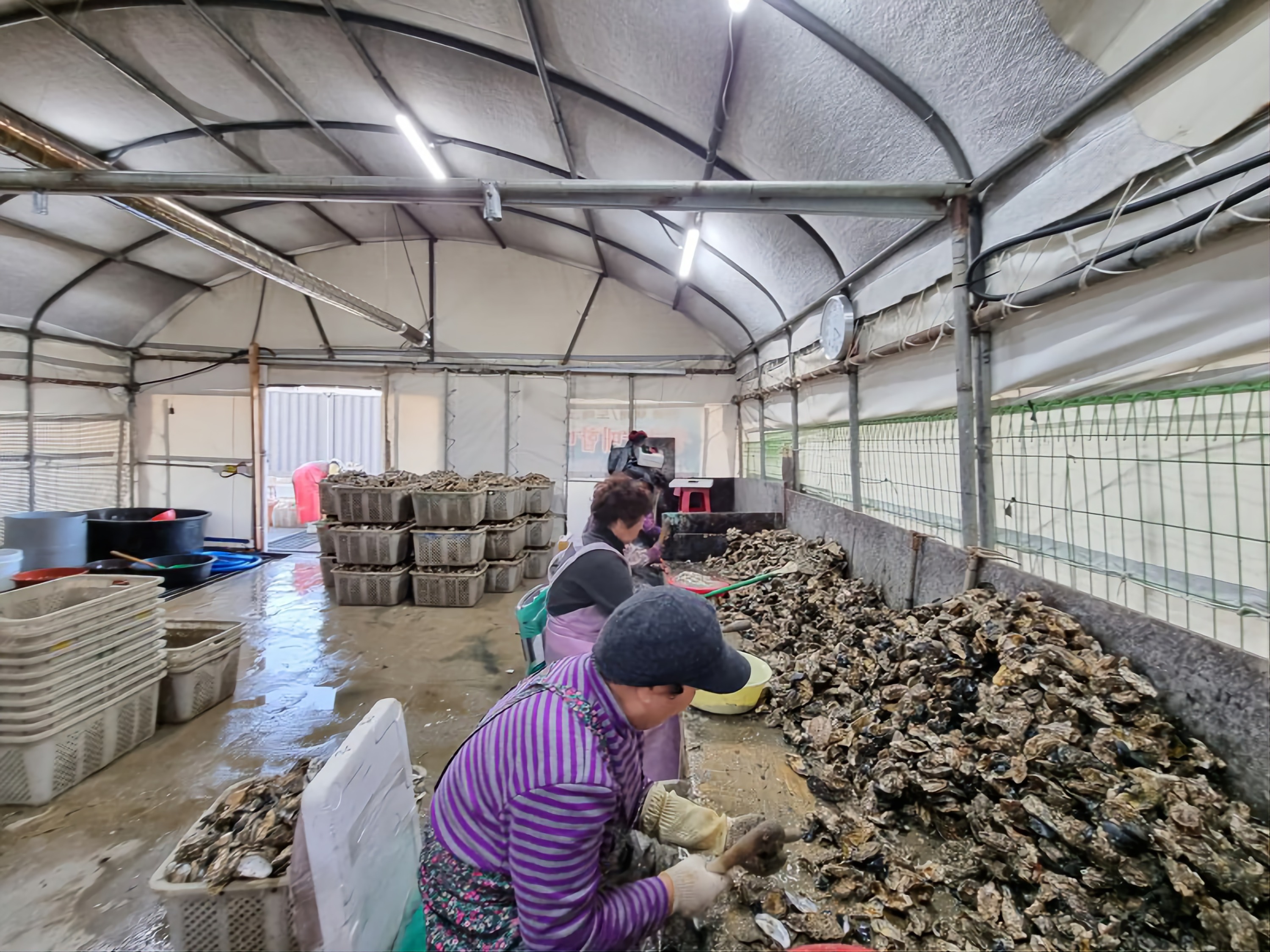 Busan Oyster Village Tour with Oyster Cuisines