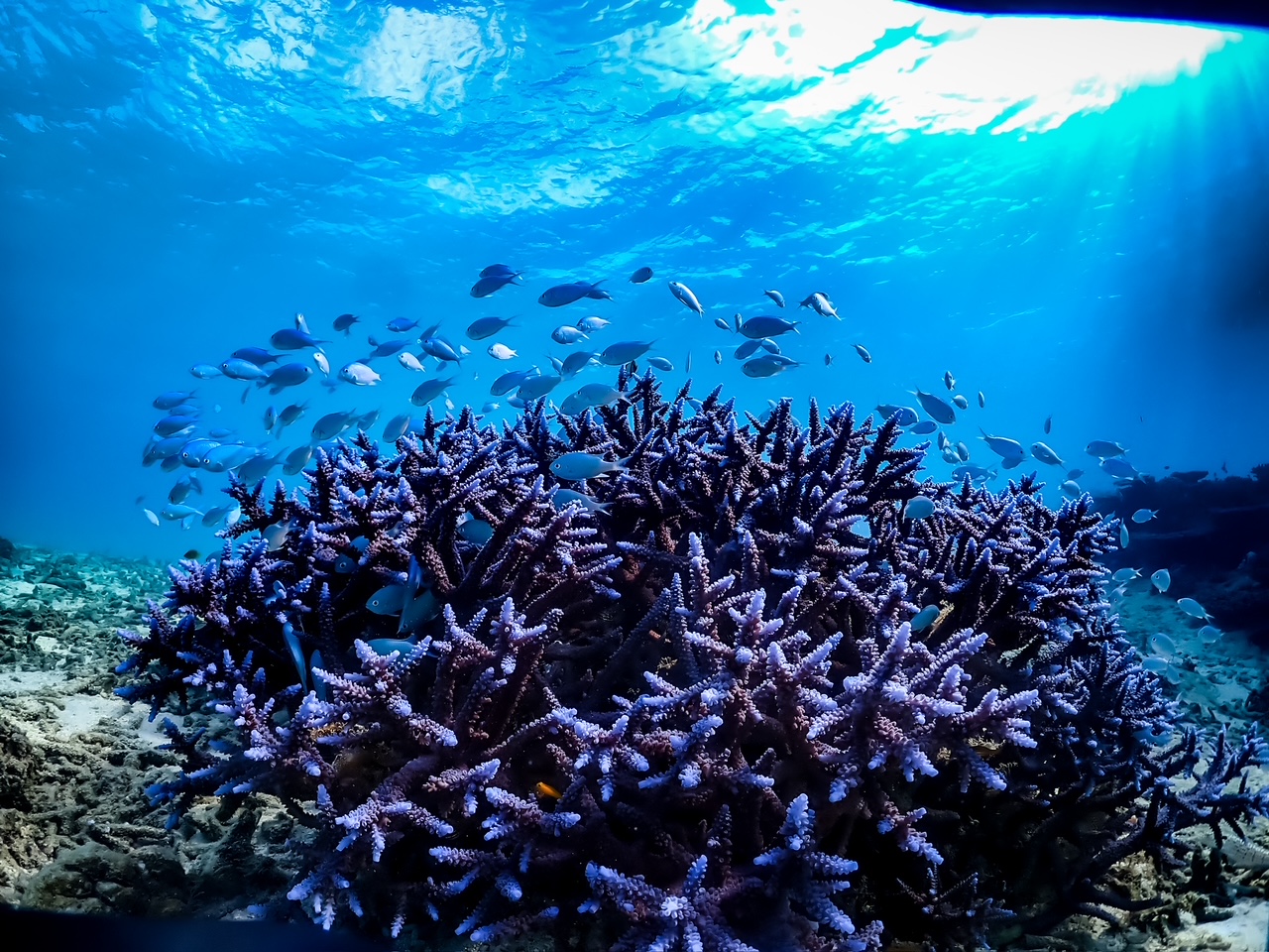 海底風光 海底風光