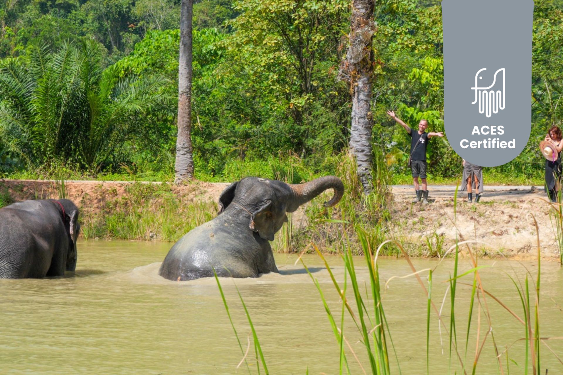 Krabi Roaming Elephant Sanctuary Experience
