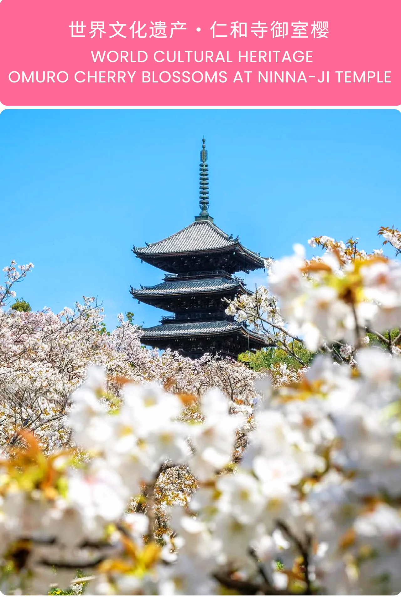 仁和寺御室櫻是京都最晚盛開的櫻花,樹身低矮,僅約一至兩公尺,能近距離欣賞滿枝綻放的花海。 仁和寺御室櫻是京都最晚盛開的櫻花,樹身低矮,僅約一至兩公尺,能近距離欣賞滿枝綻放的花海。