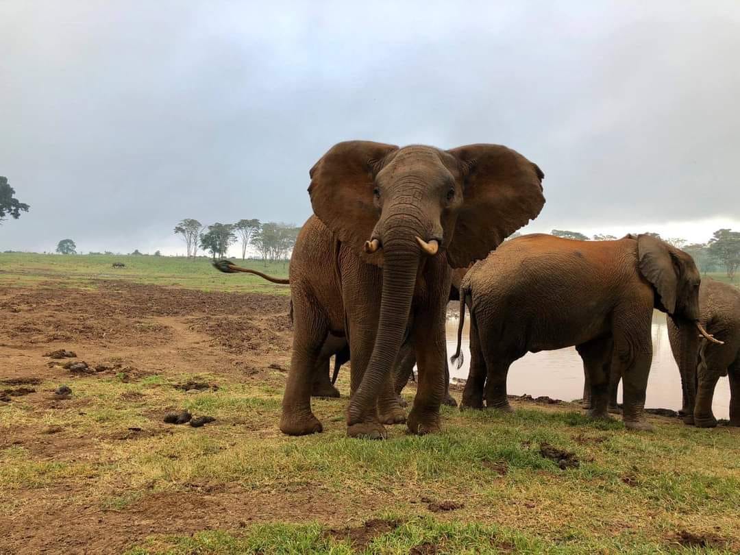 4日野生動物逃脫之旅：桑布魯 & 阿伯達爾野生動物園探險
