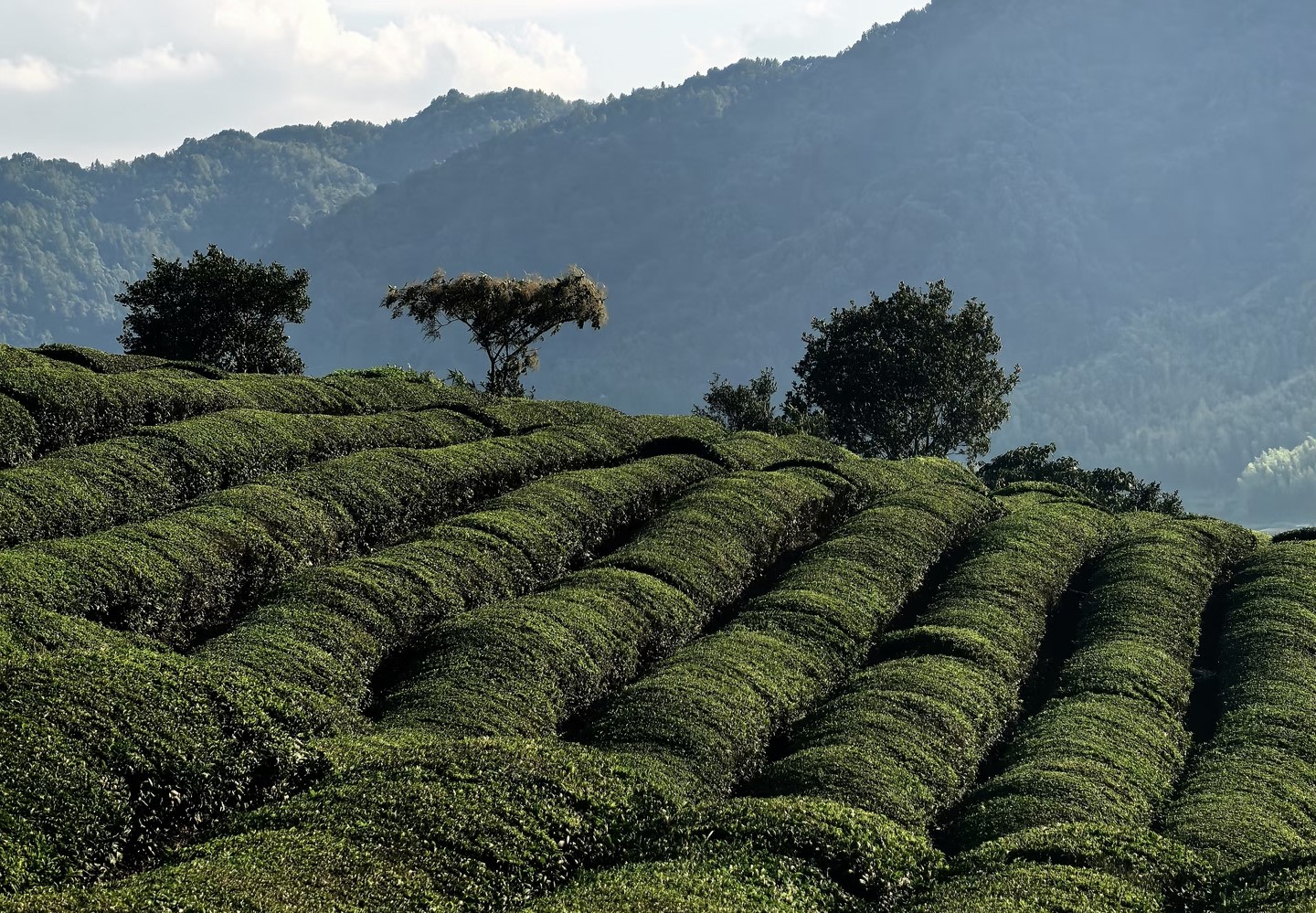 午後的陽光穿過雲層，在茶田上投下明暗交錯的光影，圓潤的茶壟如凝固的綠浪