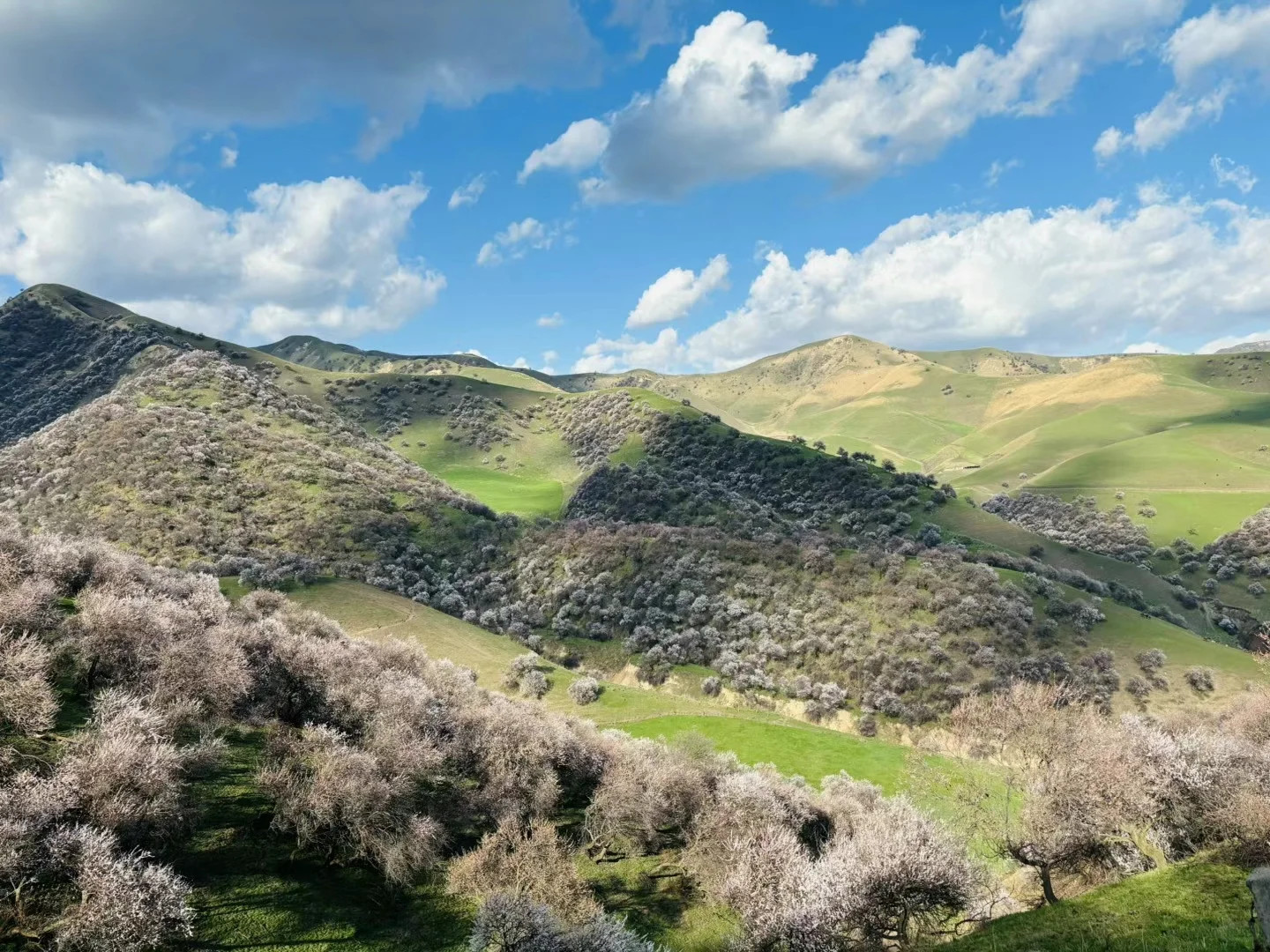 Tianshan Gallery | 7-Day Ili Apricot Blossom Loop