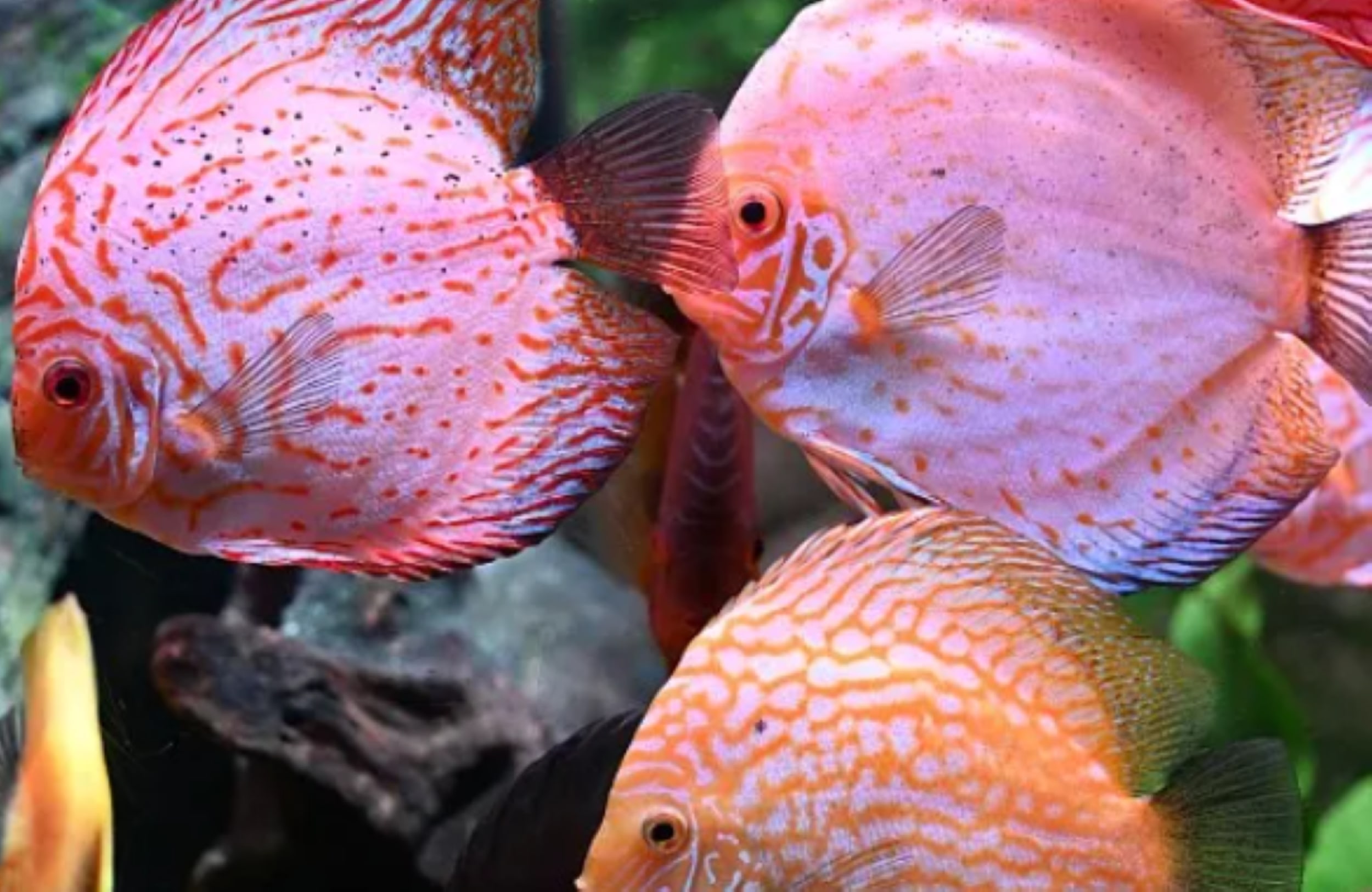 上海樂遊之旅3日遊（門票全含+東方明珠&海洋水族館&金茂大廈雲中漫步+船遊浦江夜景+俯瞰上海全景+外灘建築博覽群+全球首家可口可樂餐廳）
