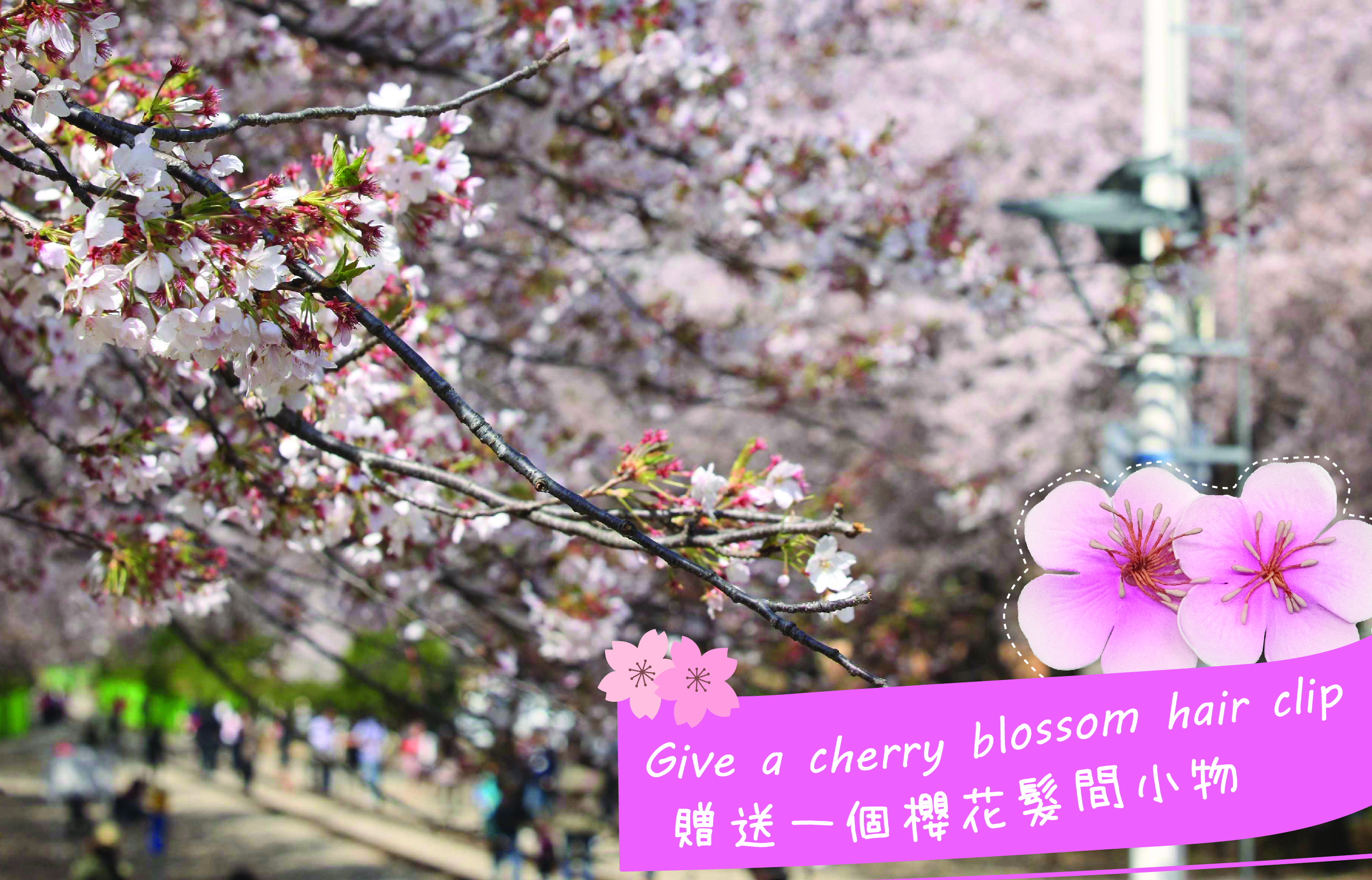 鎮海軍港節賞櫻一日遊（首爾／釜山出發）