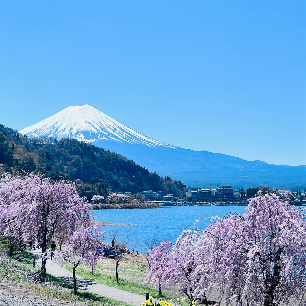 富士山｜河口湖季節限定富士美景＆山中湖溫泉/遊船一日遊｜東京/新宿出發