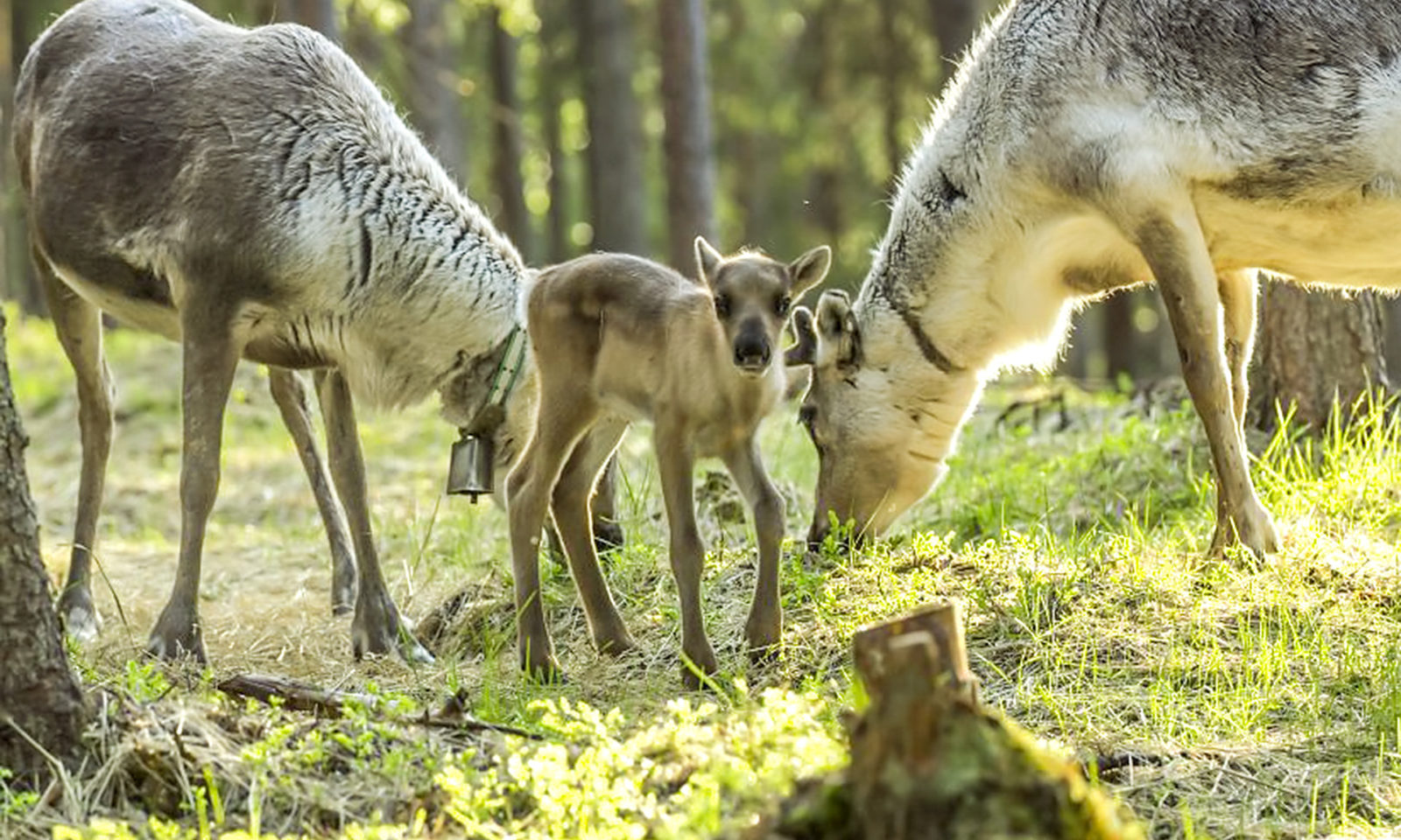 Summer Reindeer farm Visit