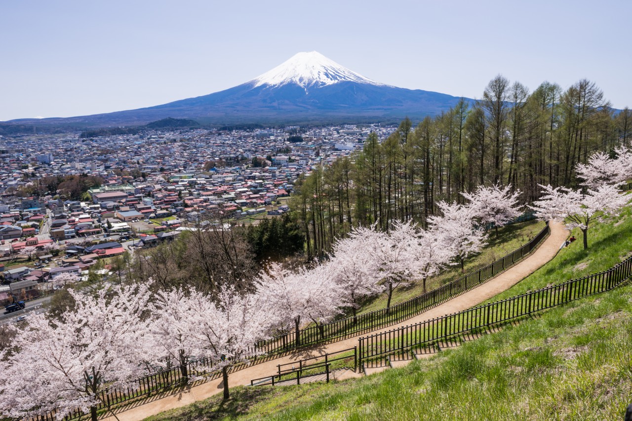 富士山壯麗美景或芝櫻節浪漫花海一日遊 （東京出發）