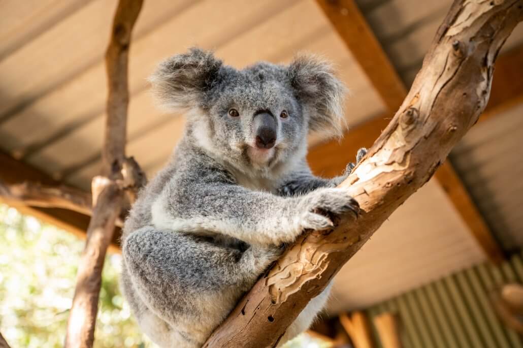 雪梨費瑟戴爾野生動物園門票