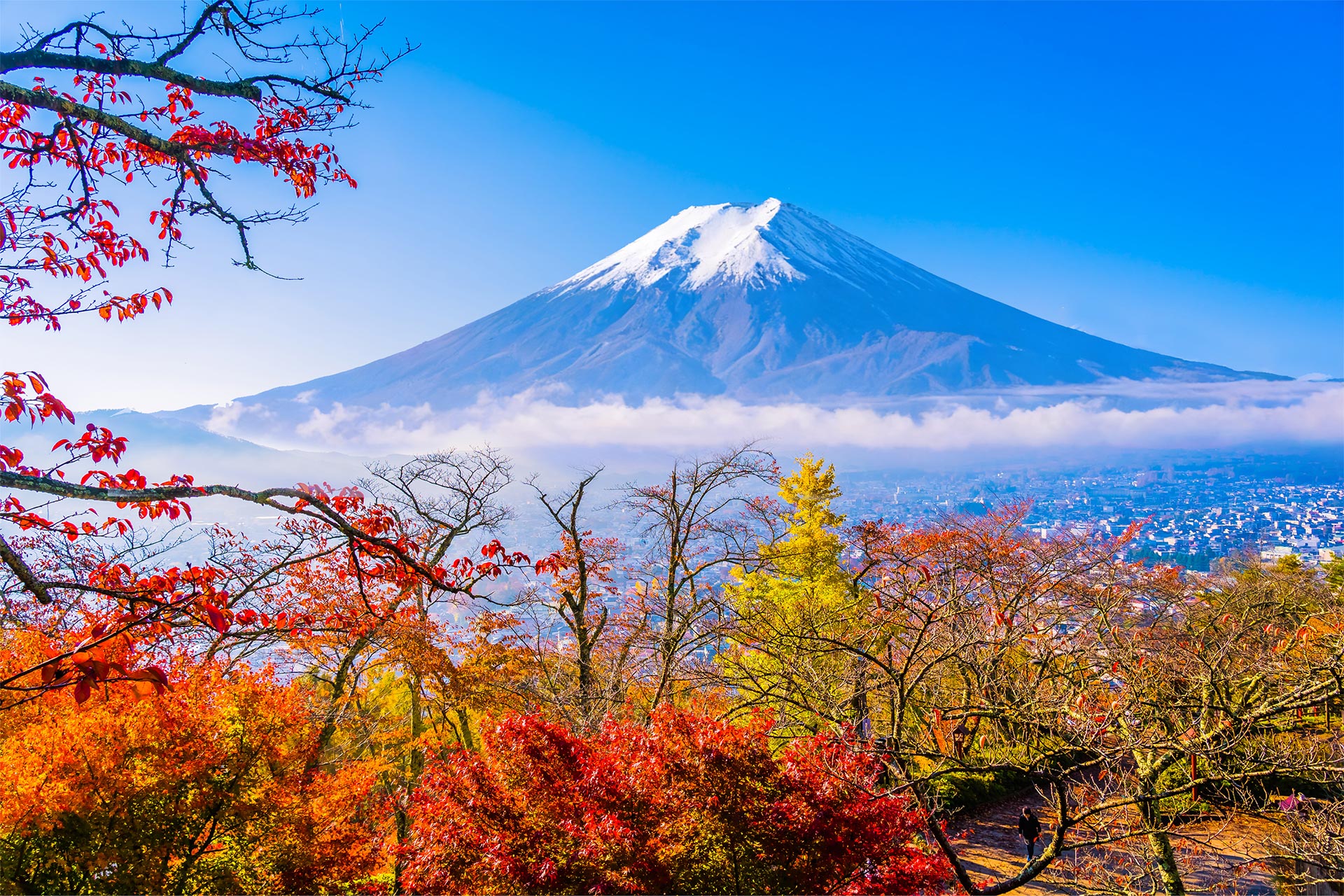 秋天新倉山淺間公園，紅葉漫山，富士山入畫~