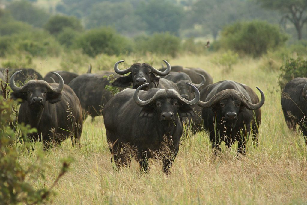 Explore Kenya's Top Parks on a 7-Day Budget Safari – Group Tour 