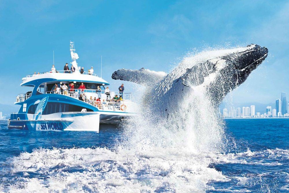 Gold Coast Whale Watching &amp; Coastal Highlights Chinese Day Tour