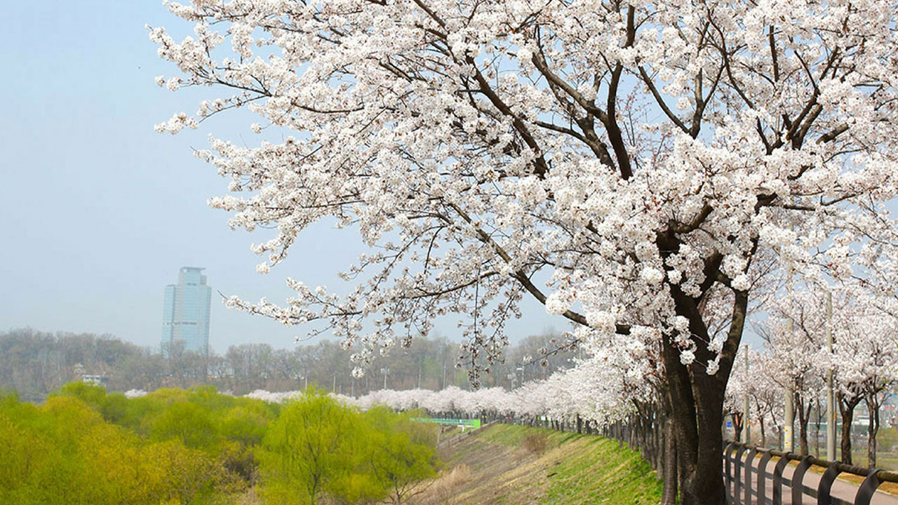 漫步小徑，欣賞櫻花爛漫盛開，這是韓國春季旅遊的一大亮點。