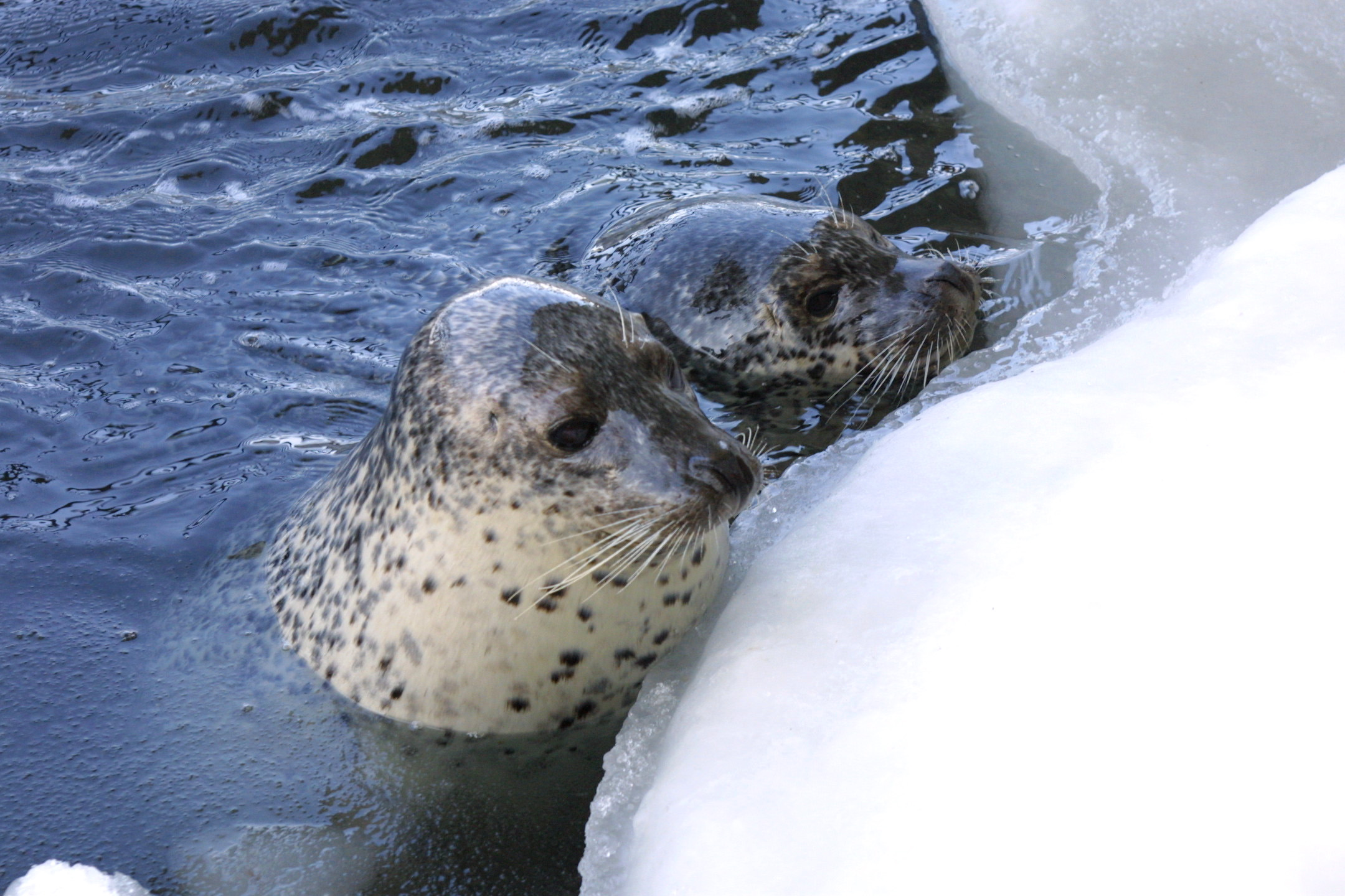 有機會在流冰間發現可愛的海豹們，牠們悠然自在地在冰面上休憩，偶爾探出頭來，展現出萌態十足的模樣