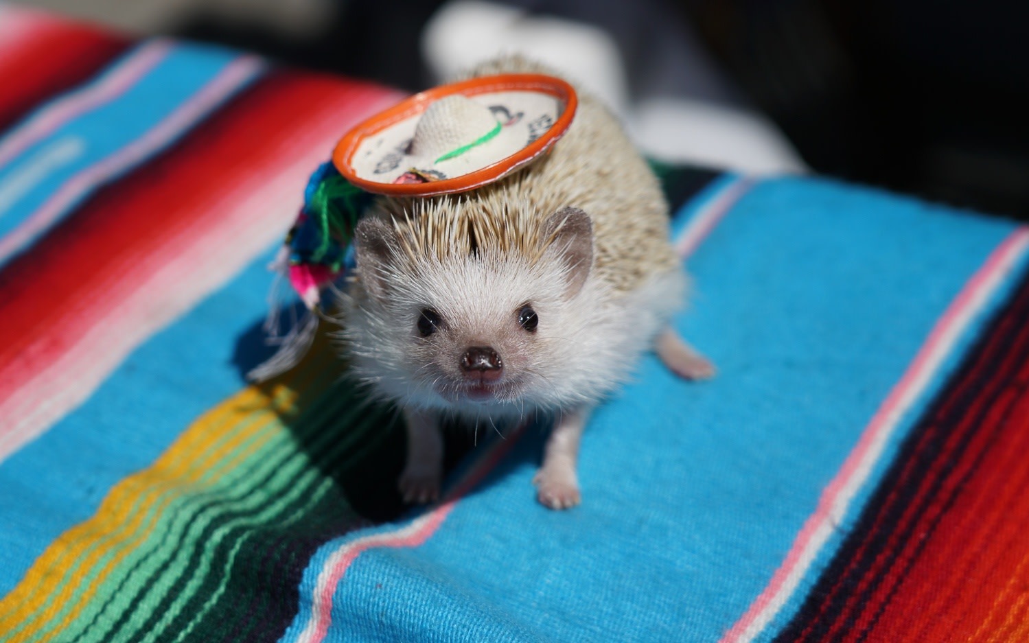 Animal Encounter Cafe: Hedgehogs, Owls & Monkeys