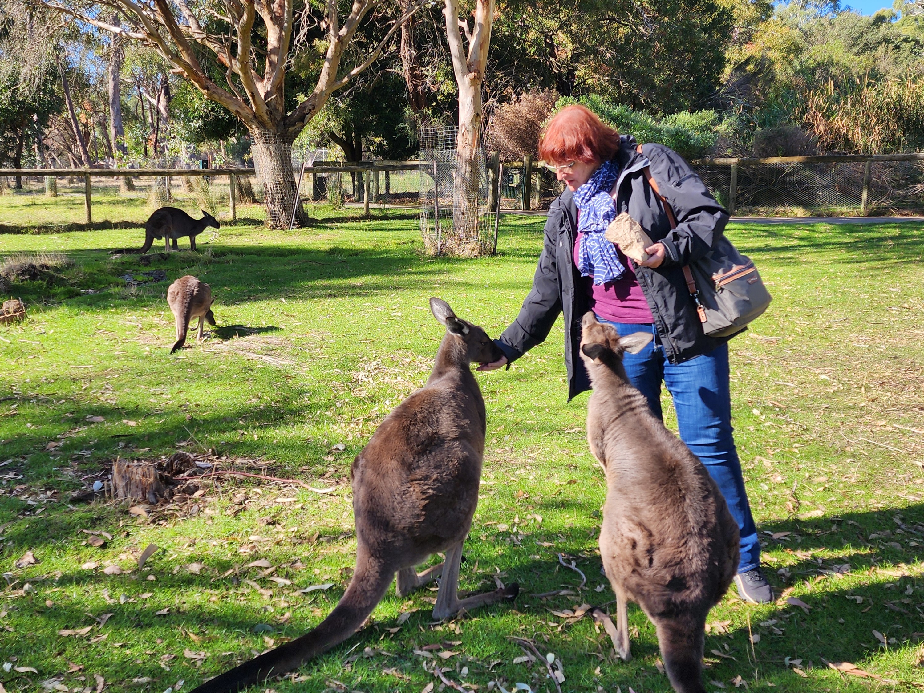 Premium Adelaide Hills Tour - Hahndorf and Cleland Wildlife Park 