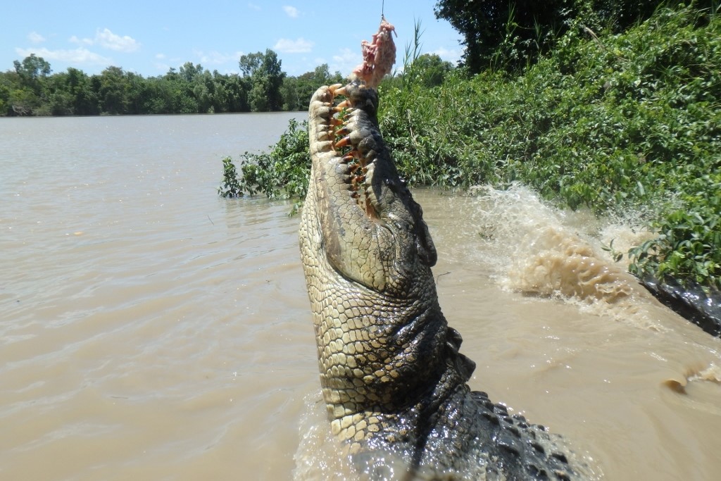 Litchfield, Crocodile Cruise & Sunset Tour