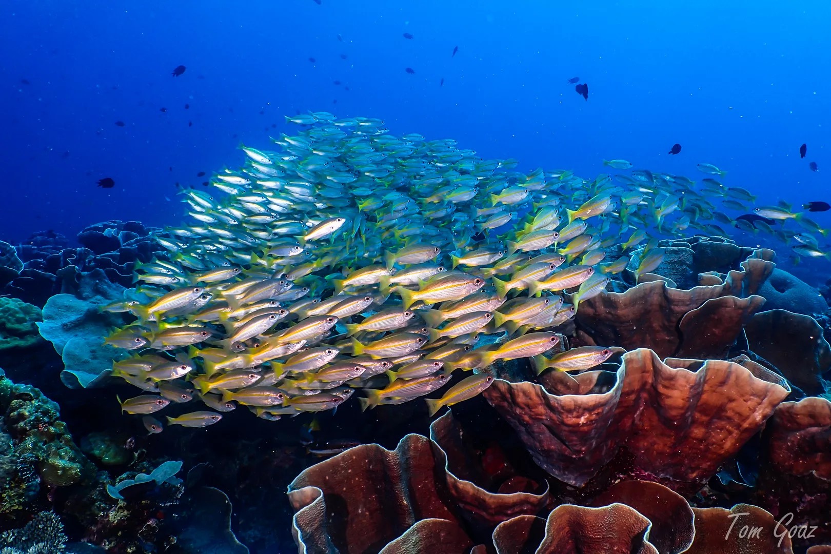 Explore El Nidos best diving sites with PADI 5 Star Dive Resort