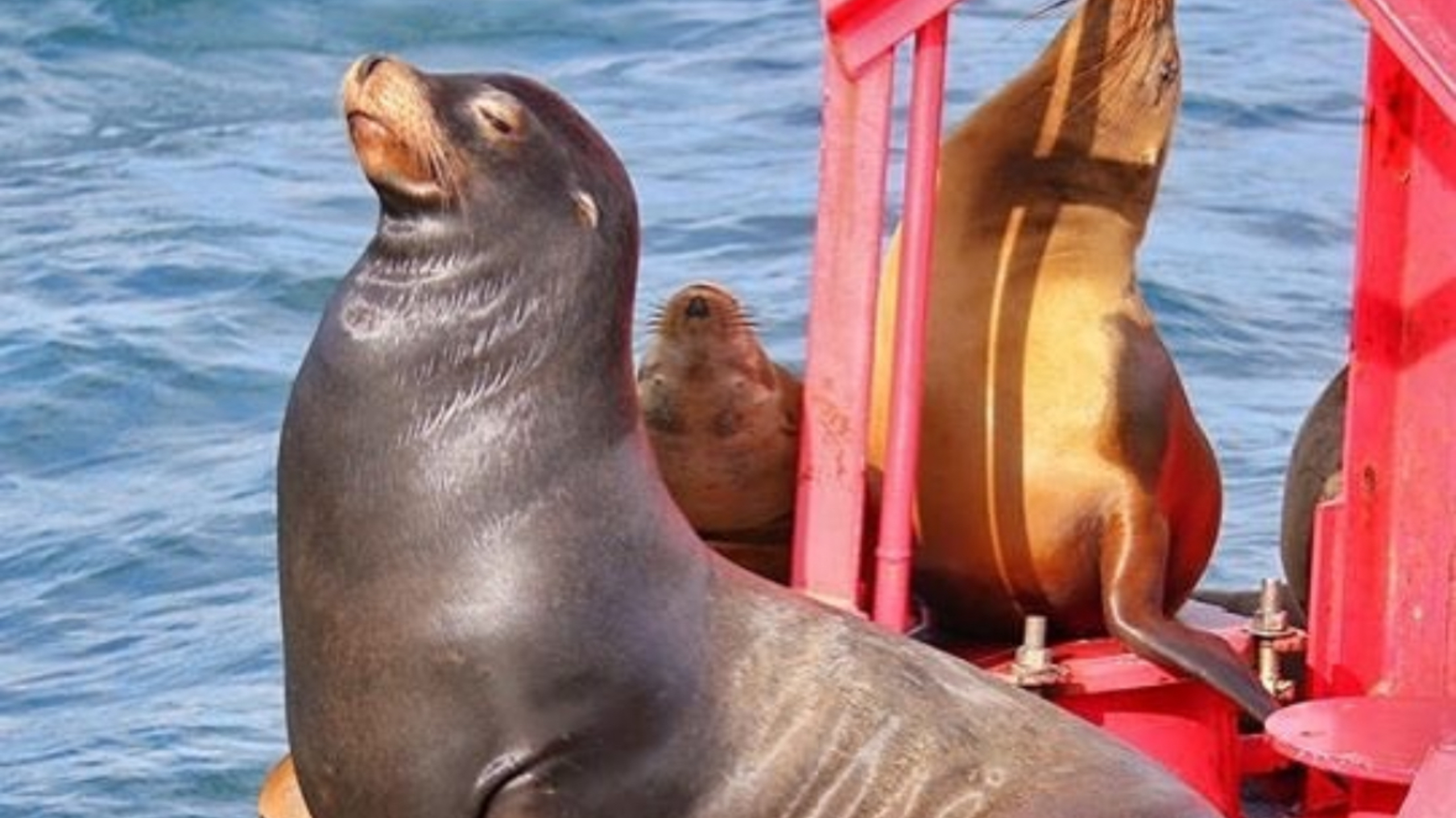 與經驗豐富的船長一起，驚歎於標誌性的洛杉磯海濱美景