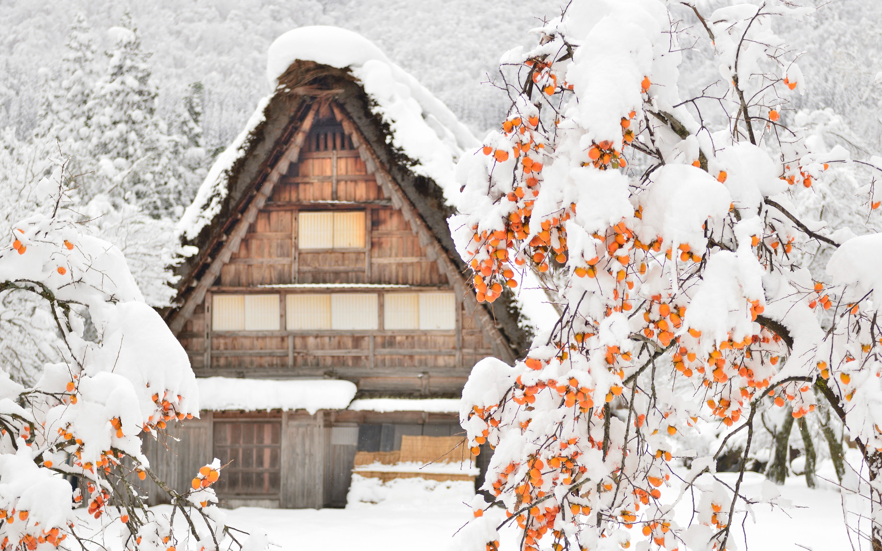 Shirakawa-go Day Trip with Hida Takayama & Gujo Hachiman (From Nagoya)