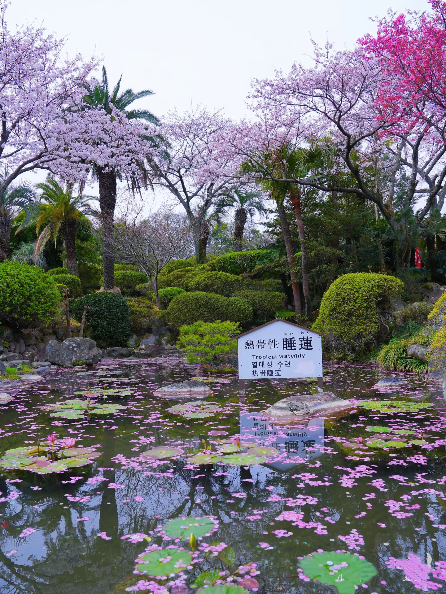 During the cherry blossom season, the sea hell has a unique view of cherry blossoms and water lilies blooming together. The blue water of the sea hell and the pink cherry blossoms complement each other, creating a wonderful atmosphere.