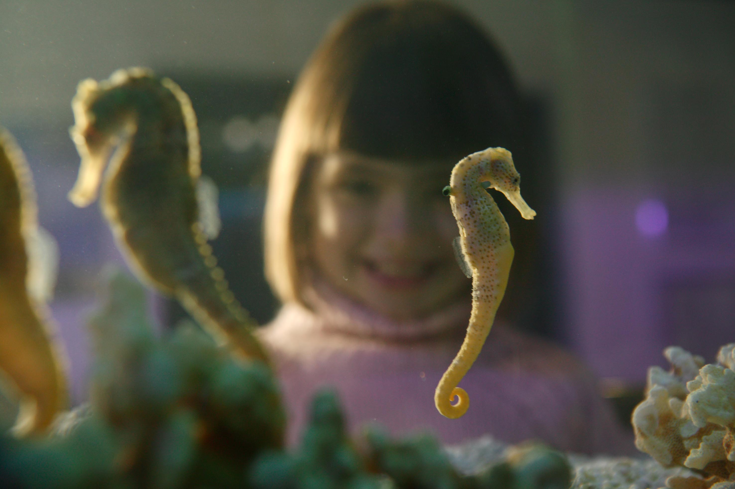 柏林 SEA LIFE 水族館門票