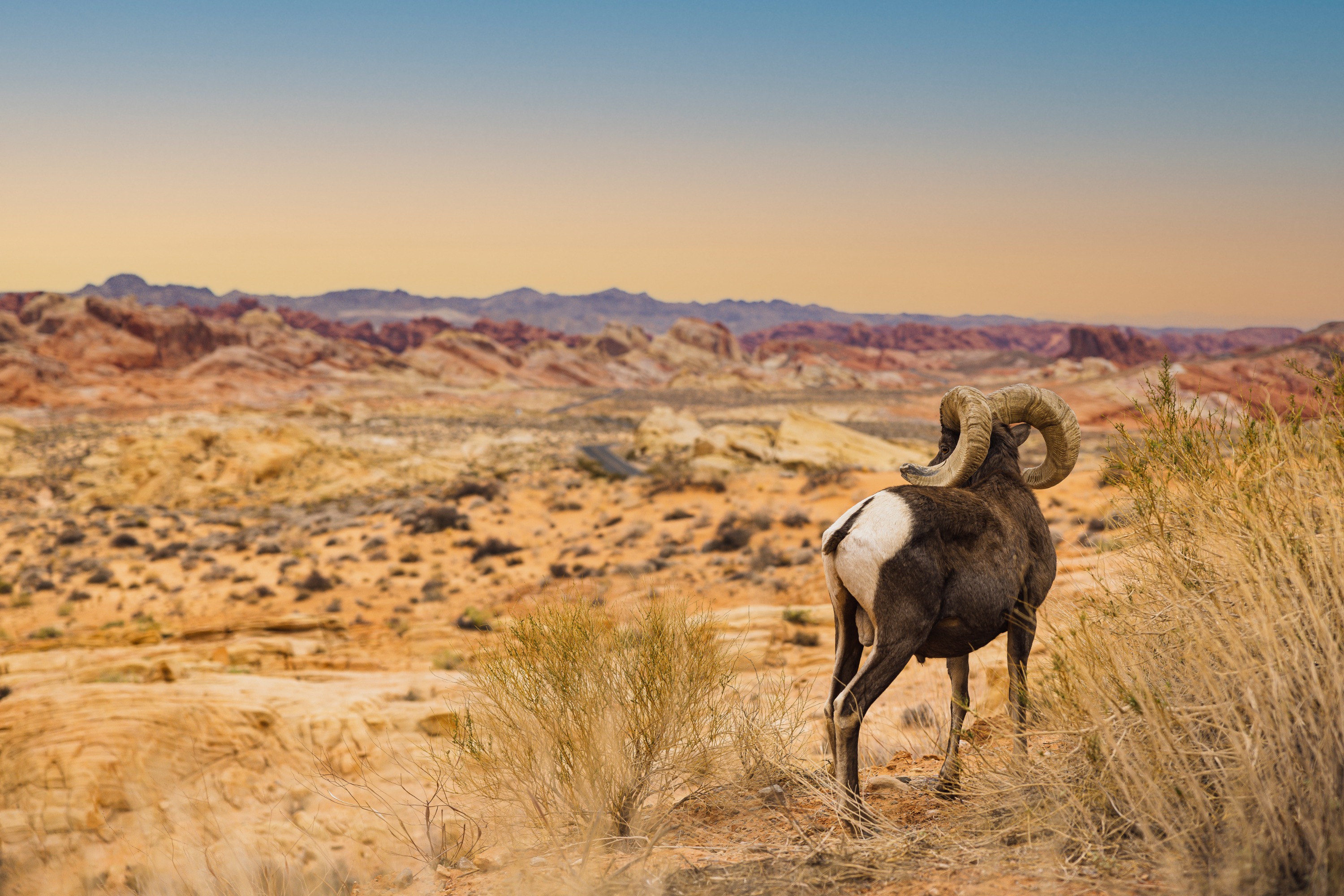 Valley of Fire State Park goat