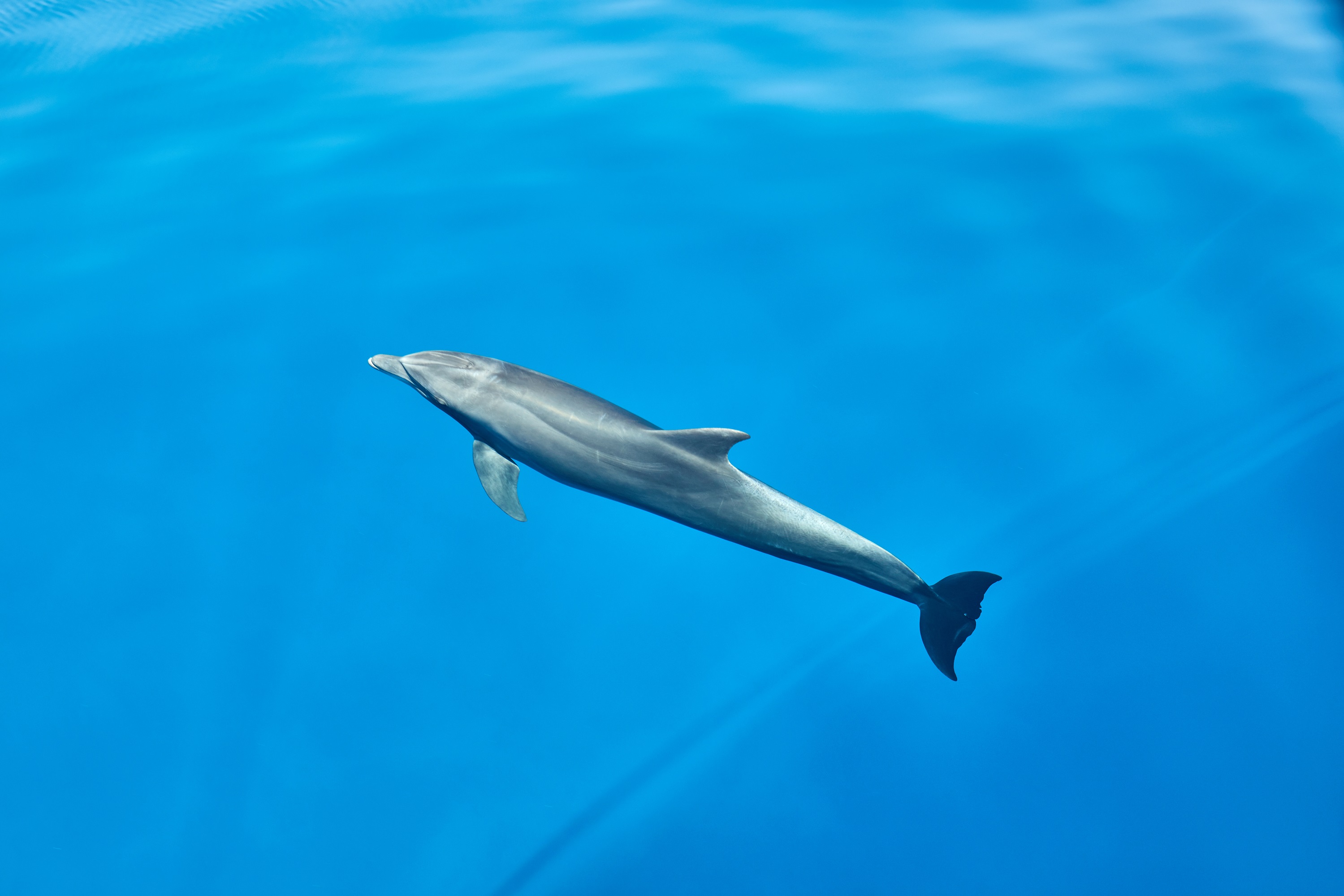 海豚屋礁石浮潛海上之旅(含接送)- 馬薩阿拉姆 海豚屋礁石浮潛海上之旅(含接送)- 馬薩阿拉姆