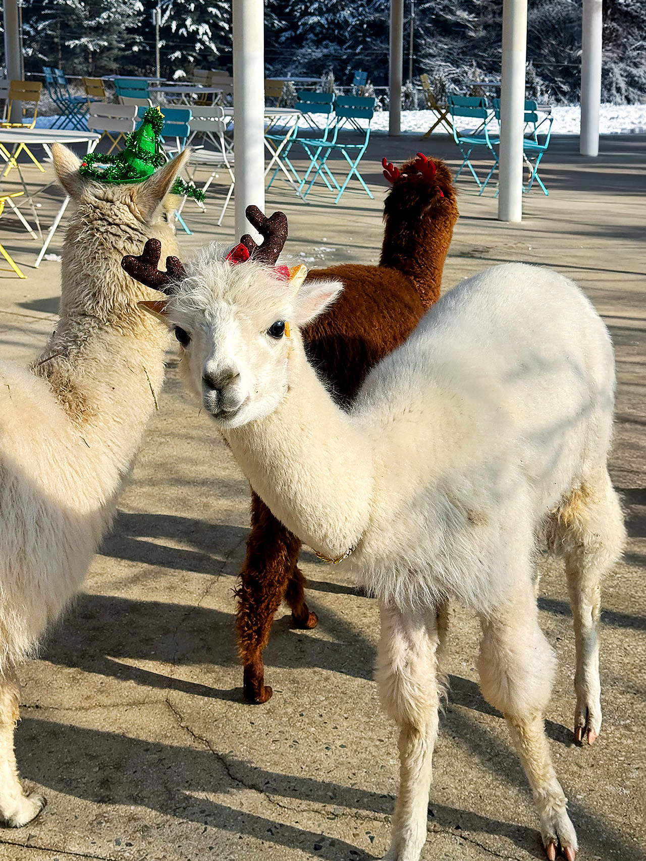 😍 與可愛的動物們一起度過歡樂時光，迎接冬季！