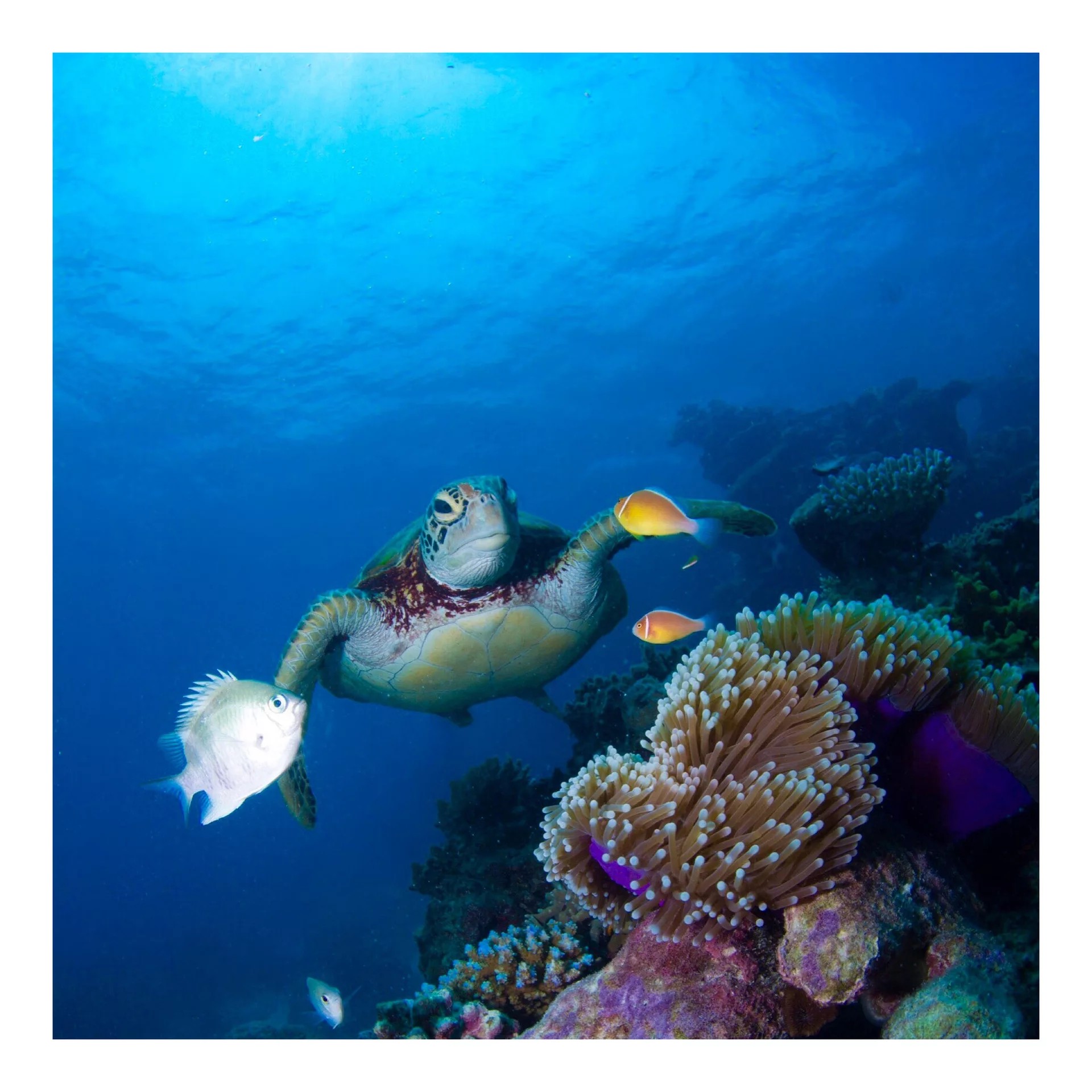 Discover Marine Wonders in Koh Tao with PADI 5 Star Dive Center