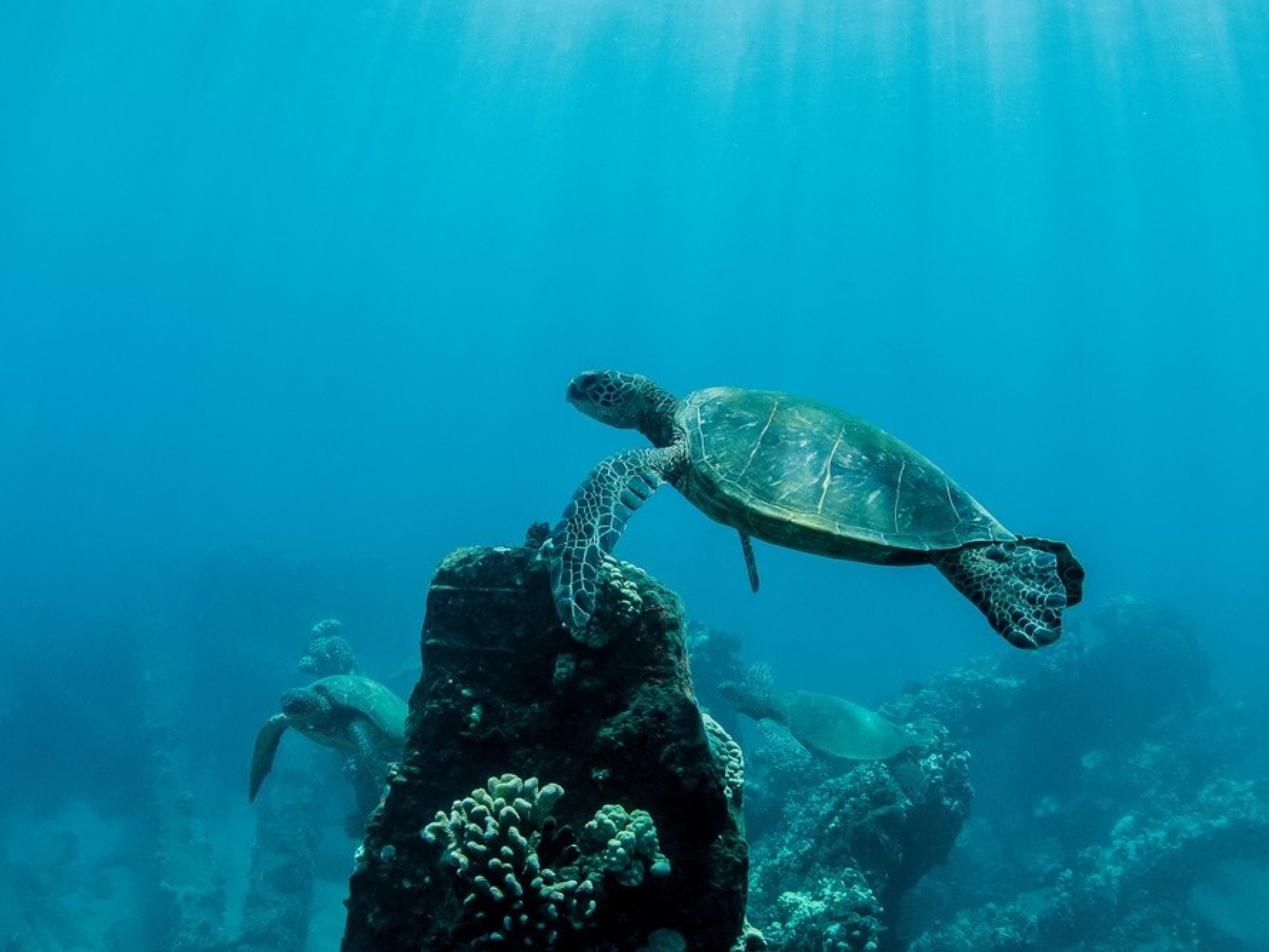 綠蠵龜悠游身旁,熱帶魚在珊瑚花園迴廊間穿梭嬉戲 綠蠵龜悠游身旁,熱帶魚在珊瑚花園迴廊間穿梭嬉戲