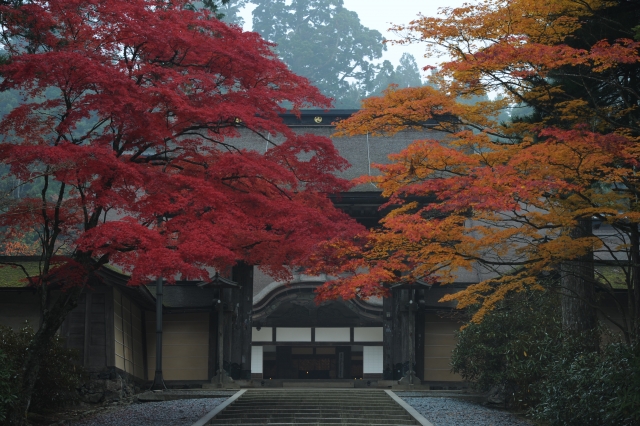 高野山賞紅葉＆採橘子一日遊（大阪出發）