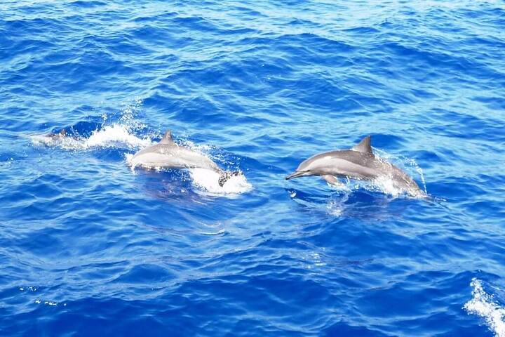 薩塔亞海豚屋過夜之旅 (Port ghalib : Sataya Dolphin House Overnight)