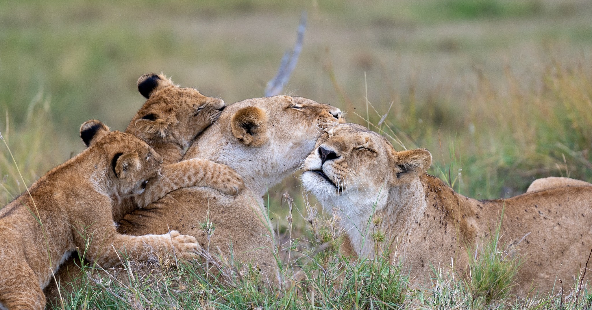 Masai Mara 3-Day Small Group Guided Safari