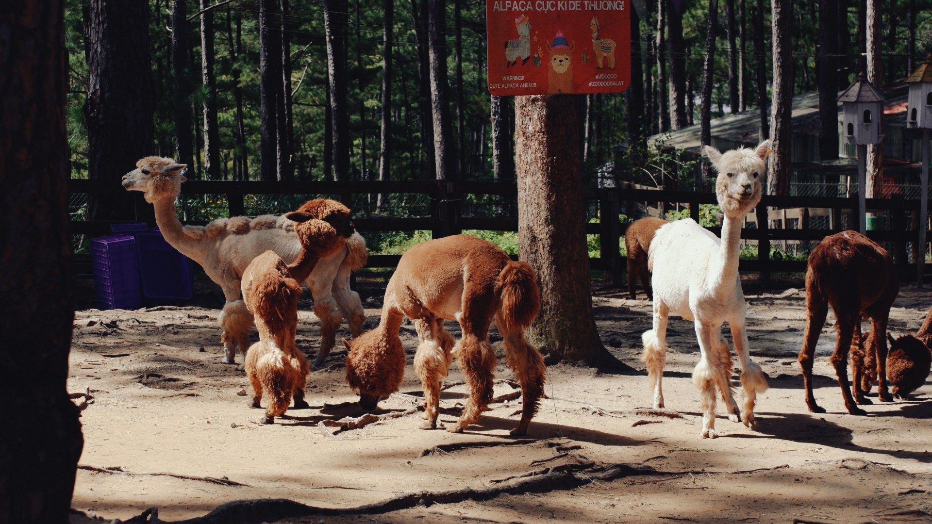 大叻 ZooDoo 動物園門票