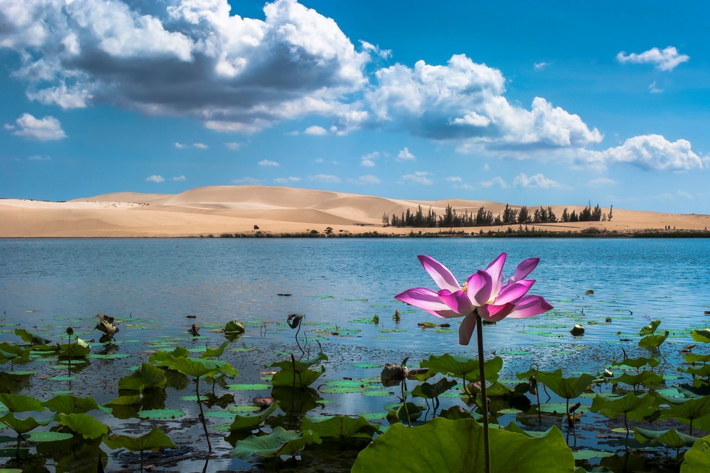 Lotus field